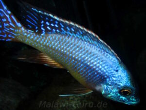 Protomelas dejunctus 'Chinyankwazi Island'