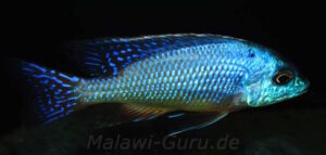 Protomelas dejunctus 'Chinyankwazi Island'