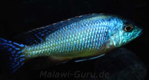 Protomelas dejunctus 'Chinyankwazi Island'
