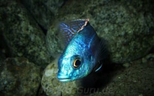 Protomelas dejunctus 'Chinyankwazi Island'
