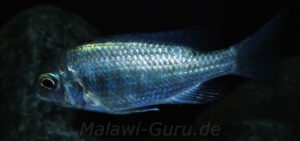 Protomelas dejunctus 'Chinyankwazi Island'