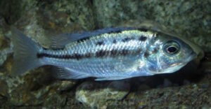 Protomelas dejunctus 'Chinyankwazi Island'