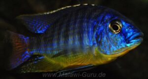 Protomelas fenestratus