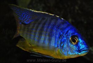 Protomelas fenestratus