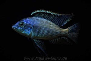 Protomelas fenestratus 'Mumbo Island'