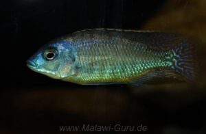 Protomelas fenestratus 'Mumbo Island'