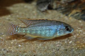 Protomelas fenestratus 'Mumbo Island'