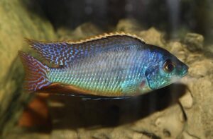 Protomelas fenestratus