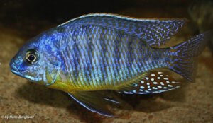 Protomelas fenestratus
