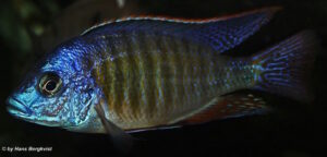 Protomelas fenestratus 'Steveni Tiger' Likoma
