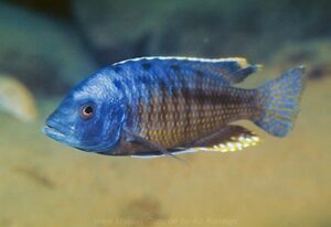 Protomelas insignis