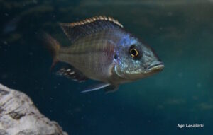 Protomelas kirkii 'Chembe Beach'
