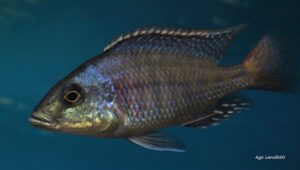 Protomelas kirkii 'Chembe Beach'