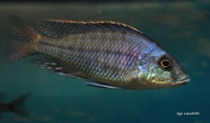 Protomelas kirkii 'Chembe Beach'