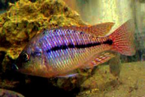 Protomelas kirkii Arten