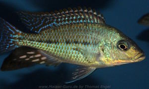 Protomelas kirkii