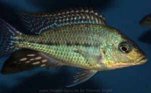 Protomelas kirkii
