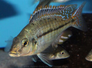 Protomelas kirkii
