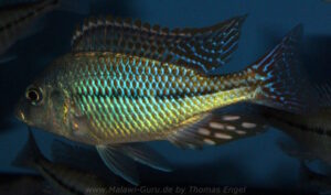 Protomelas kirkii 'Chiofu Bay'
