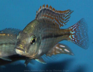 Protomelas kirkii 'Chiofu Bay'