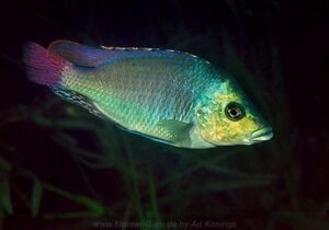 Protomelas kirkii 'Mvunguti'