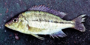 Protomelas kirkii 'South East Arm'