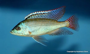 Protomelas labridens