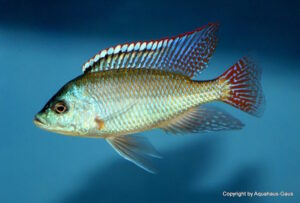 Protomelas labridens