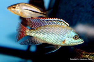 Protomelas labridens