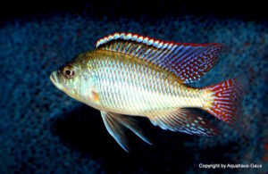 Protomelas labridens
