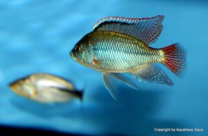 Protomelas labridens 'Chiofu Bay'