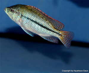 Protomelas labridens 'Chiofu Bay'
