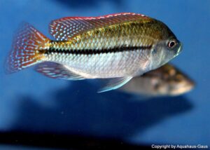 Protomelas labridens 'Chiofu Bay'