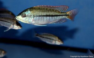 Protomelas labridens 'Chiofu Bay'