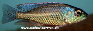 Protomelas labridens 'Mbamba Bay'