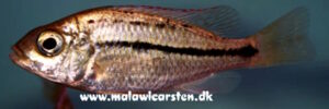 Protomelas labridens 'Mbamba Bay'