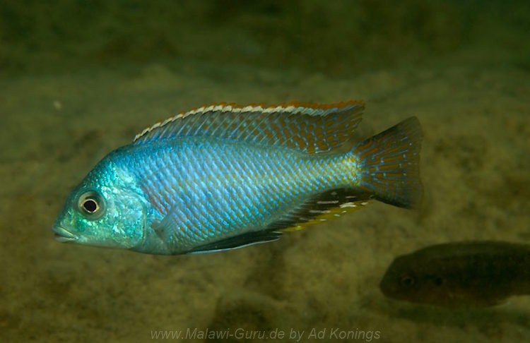 Protomelas marginatus 'Mkanila Bay''Mkanila Bay' Protomelas marginatus