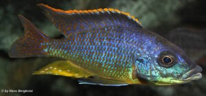 Protomelas ornatus