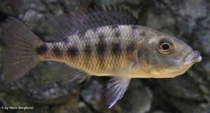 Protomelas ornatus 'Charo'