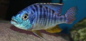 Protomelas ornatus 'Chilumba'