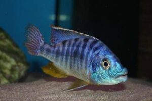 Protomelas ornatus 'Chilumba'