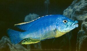 Protomelas ornatus