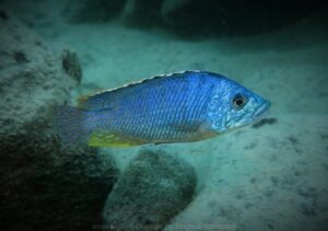 Protomelas ornatus 'Katale Island'