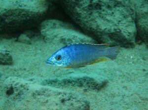 Protomelas ornatus 'Katale Island'