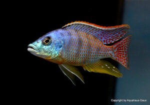 Protomelas ornatus