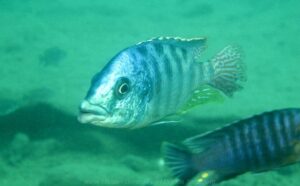 Protomelas ornatus 'Maleri Island'