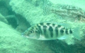 Protomelas ornatus 'Maleri Island'