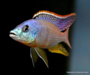 Protomelas ornatus 'Maleri Island'