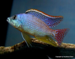 Protomelas ornatus 'Maleri Island'
