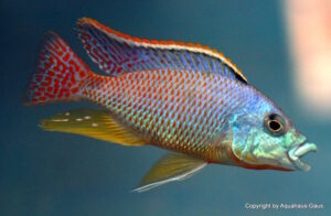 Protomelas ornatus